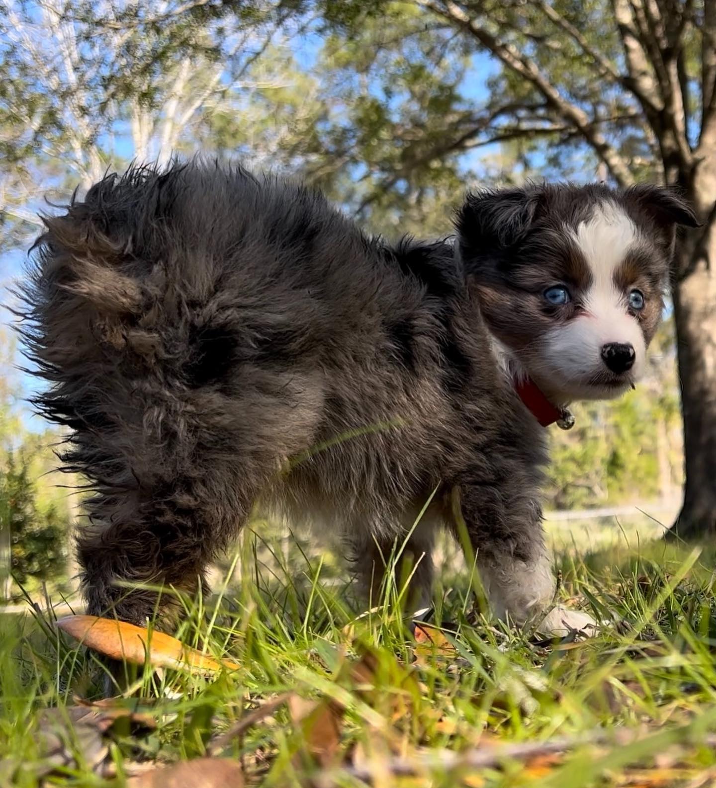 A small blue merle Australian Shepherd puppy with a red collar standing in the grass, looking back over its shoulder with bright blue eyes.