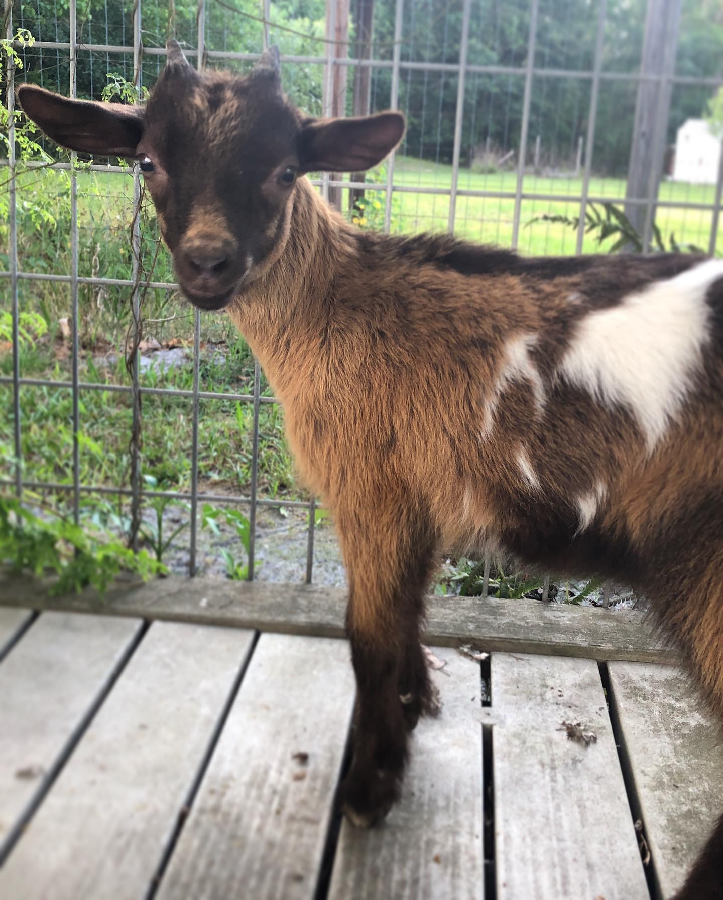 A young cinnamon-brown goat with white patches standing on a weathered wooden deck in front of a wire fence, looking straight at the camera with big dark eyes.